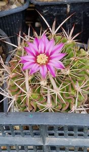 2023- echinofossulocactus