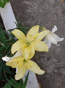 20230606_065954(0); Primii crini parfumați
