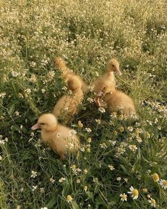 little visitors ɷ  and their mini webbed feet on the crowns of chamomile