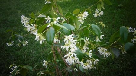 Trachelospermum jasminoides