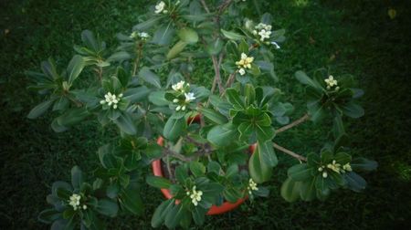 Pittosporum tobira