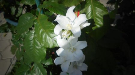 Campanula pesicifolia