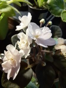 IMG-20230607-WA0013