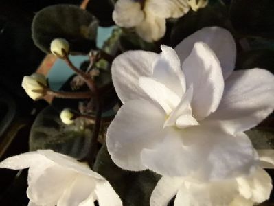 IMG-20230607-WA0009