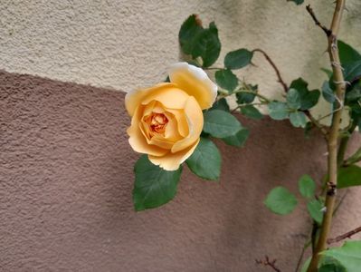 C.P.M