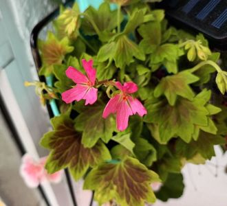 E atat de delicata... si plina de bobocei!