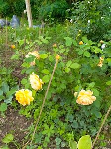 IMG20230608172351