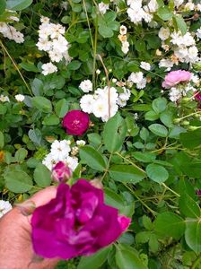 IMG20230608171017