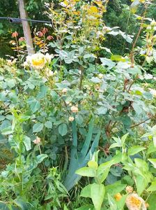 IMG20230608171605
