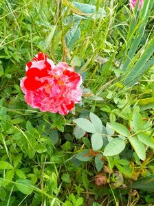 IMG20230608171634
