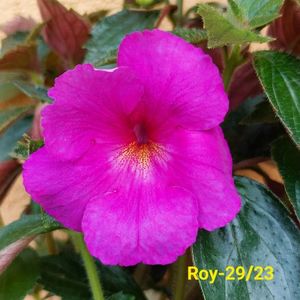IMG-20230608