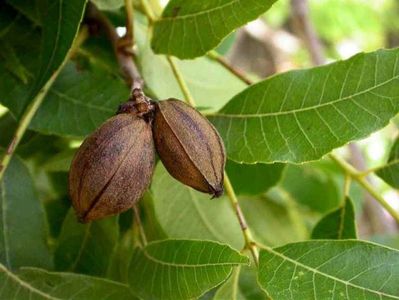 nuc-pecan Carya-illinoinensis