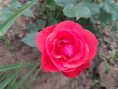 Necunoscut floribunda