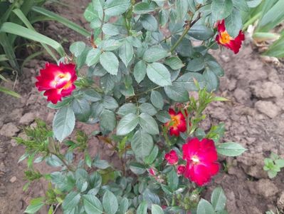 Everglow Ruby