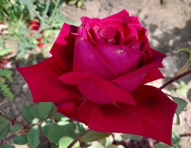 Crimson glory