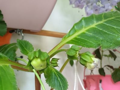 ; Nu stiu care de la planteo este, posibil tigrina albastra. Nu pot ridica ghiveciul din masca fara sa rup ceva, asa ca... astept! ;)
