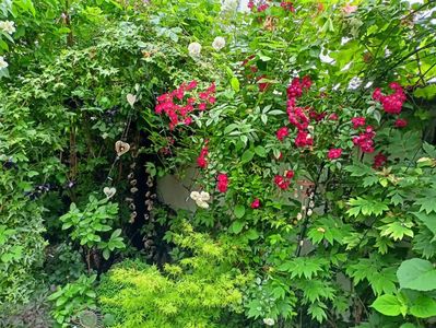 Pink Ghislaine de Feligonde și Cherry Meidiland