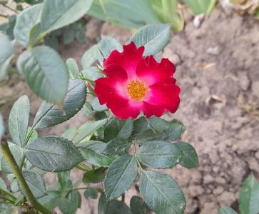Everglow Ruby