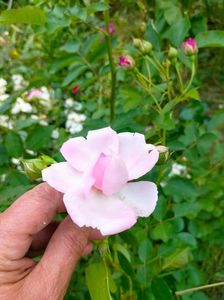IMG20230608173810