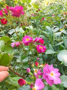 IMG20230610143852