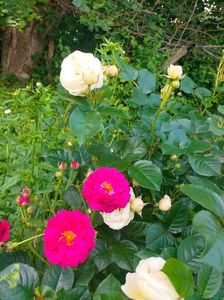 IMG20230610141003