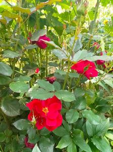 IMG20230610143859