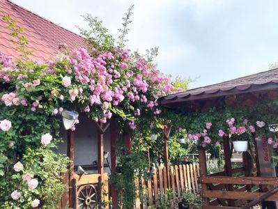 IMG20230610090948