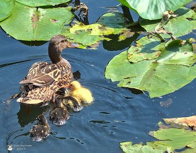 w-Boboci de rata-Baby ducks-7671; Boboci de rata-Baby ducks
