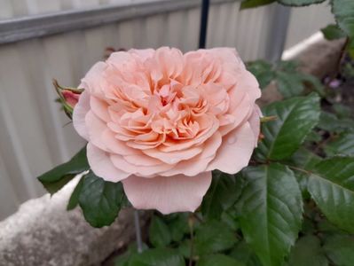 Rose de Tolbiac