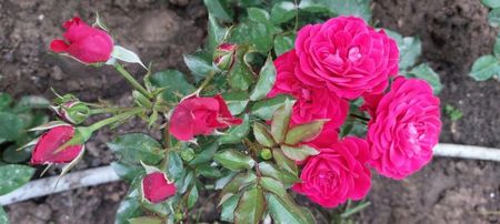 Rouge meillove