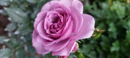 Lavender parfum