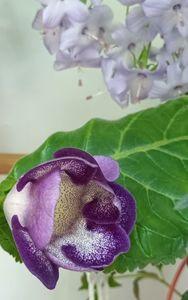 Se deschide! ❤️❤️❤️; Trigrina albastra de la planteo.ro
