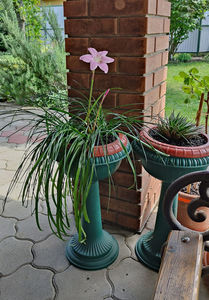 zephyranthes rosea