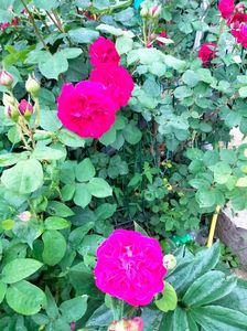 IMG20230612074701