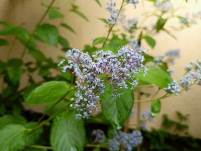 Ceanothus Concha