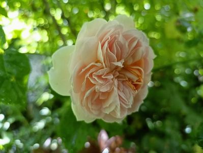 Garden of Roses , Kordes