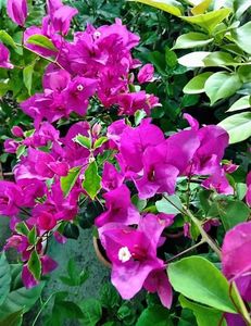 Vietnam Splach