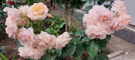 Cremosa