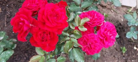 Rouge meillove