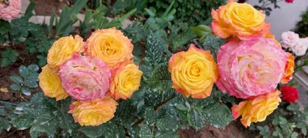Gartenspass