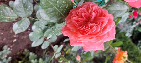 Countesse celeste