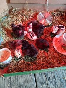 Araucana si Marans