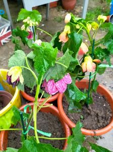 IMG20230613102605
