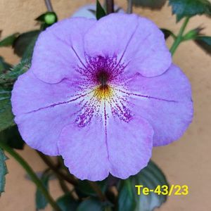 IMG-20230613