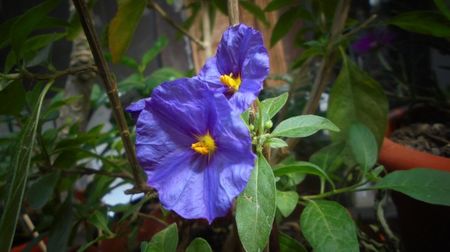 Solanum laciniata(rantonetii)