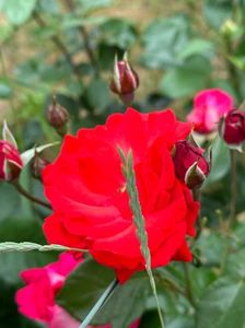 IMG-20230614-WA0115
