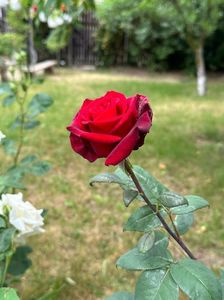 IMG-20230614-WA0118