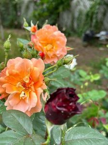 IMG-20230614-WA0121