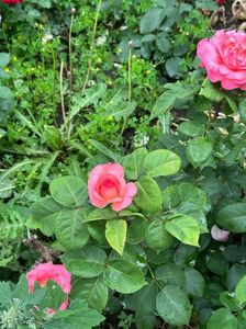 IMG-20230614-WA0127