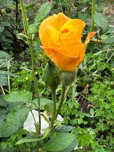 IMG-20230614-WA0128